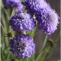 Scabiosa Oxford Blau Blumensamen 50 von TattooGardener