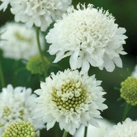 Scabiosa Snowmaiden Blumensamen 50 von TattooGardener