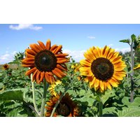 Sonnenblume Herbst Schönheit Blumensamen 40 Sonnenblume Herbst Schönheit Blumensamen 40 von TattooGardener