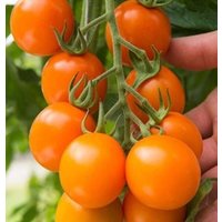 Tomate Clementine Bio-Saatgut 20 von TattooGardener