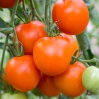 Tomaten Apricot Zebra Erbstück Samen 15 von TattooGardener