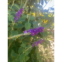 Vervain Nectarwand Lila Falsche Blume Samen 20 Vervain Nectarwand Lila Falsche Blume Samen 20 von TattooGardener