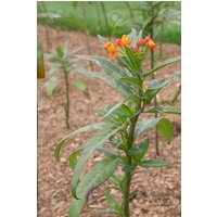 Wolfsmilch Asclepias Apollo Orange Blumensamen 25 von TattooGardener