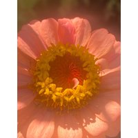 Zinnia Apricot Blush Blume Samen 25 von TattooGardener