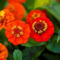 Zinnia Lilliput Orange Blumensamen 50 von TattooGardener