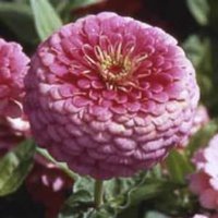 Zinnia Lllumination Erbstück Blumensamen 50 von TattooGardener