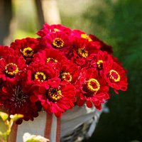 Zinnia Will Rogers Rote Blumensamen 50 von TattooGardener