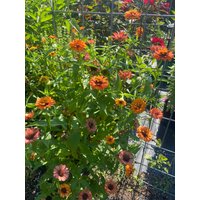 Zinnia Zinderella Orange Blumensamen 45 von TattooGardener