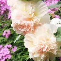 stockrose Majorette Double Champagne Heirloom Blumensamen 25 stockrose Majorette Double Champagne Heirloom Blumensamen 25 von TattooGardener