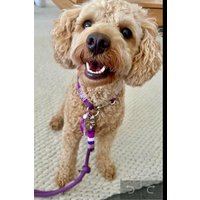 Tauhalsband Und Tauleine Für Große Kleine Hunde von NordlichtDogsShop