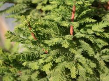 Sumpfzypresse 'Peve Minaret', 40-60 cm, Taxodium distichum 'Peve Minaret', Containerware von Taxodium distichum 'Peve Minaret'