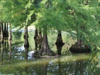 Sumpfzypresse / Sumpfeibe, 60-80 cm, Taxodium distichum, Containerware von Taxodium distichum