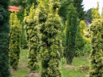 Gelbe Säuleneibe 'Fastigiata Aureomarginata', 40-60 cm, Taxus baccata 'Fastigiata Aureomarginata', Containerware Gelbe Säuleneibe 'Fastigiata Aureomarginata', 40-60 cm, Taxus baccata 'Fastigiata Aureomarginata', Containerware von Taxus baccata 'Fastigiata Aureomarginata'