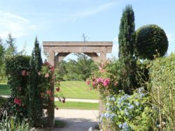 Schmale Säuleneibe 'Fastigiata Robusta', 80-100 cm, Taxus baccata 'Fastigiata Robusta', Containerware von Taxus baccata 'Fastigiata Robusta'