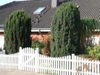 Säuleneibe 'Fastigiata', 20-30 cm, Taxus baccata 'Fastigiata', Containerware Säuleneibe 'Fastigiata', 20-30 cm, Taxus baccata 'Fastigiata', Containerware von Taxus baccata 'Fastigiata'