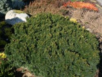 Eibe 'Green Diamond', 15-20 cm, Taxus baccata 'Green Diamond', Containerware von Taxus baccata 'Green Diamond'