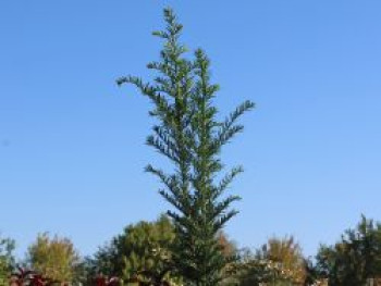 Eibe 'Höpken's Gigant', 40-60 cm, Taxus baccata 'Höpken's Gigant', Containerware von Taxus baccata 'Höpken's Gigant'