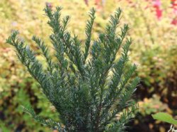 Eibe 'Renke's Kleiner Grüner' ®, 30-40 cm, Taxus baccata 'Renke's Kleiner Grüner' ®, Containerware von Taxus baccata 'Renke's Kleiner Grüner' ®