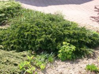 Tafeleibe / Kisseneibe / Bodendeckereibe 'Repandens', 25-30 cm, Taxus baccata 'Repandens', Containerware von Taxus baccata 'Repandens'