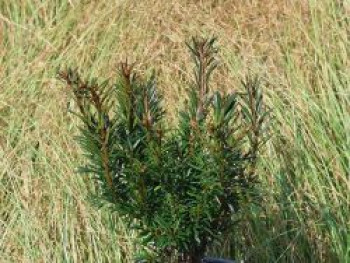 Eibe 'Tiny T', Taxus baccata 'Tiny T', Topfware von Taxus baccata 'Tiny T'