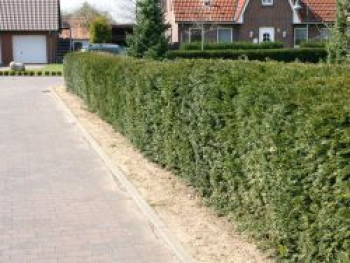 Eibe, Taxus baccata, Topfware von Taxus baccata