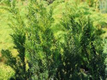 Eibe 'Lescow', 40-60 cm, Taxus cuspidata 'Lescow', Containerware von Taxus cuspidata 'Lescow'