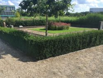 Einfassungseibe 'Hillii', 30-40 cm, Taxus media 'Hillii', Containerware von Taxus media 'Hillii'