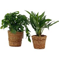 2 Zimmerpflanzen »Monstera Minima« und »Aglaonema Jubilee« – jeweils im Topf von Tchibo