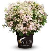 Tchibo - Rispenhortensie »Switch« - creme von Tchibo