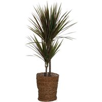 Zimmerpflanze »Dracaena Bicolor« mit Topf von Tchibo