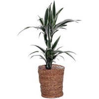 Zimmerpflanze »Dracaena White Stripe« mit Topf von Tchibo