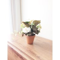 Blumendekoration Mit Weißer Kamelie Herbst Tischdekoration Im Terrakotta Topf von TeaCakesandPosies