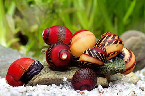 Rote Rennschnecke - 3er Gruppe I biologische Algenpolizei für das Aquarium I wunderschöne Musterung I gelbe, braune und rote Streifen von Teich Schnecken & Muscheln