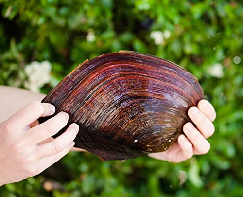 XXL Teichmuschel für den Gartenteich + 1 x NH ToxEx Ball - schwebe Algen vernichter/Algenkiller/Biofilter für Teich, Menge [STK]:10 STK. von Teich Schnecken & Muscheln