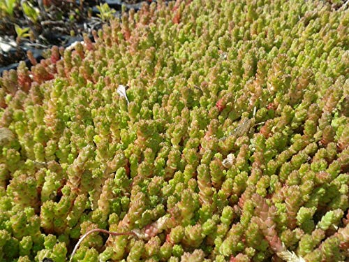 Sedum Dachbegrüunung Steingarten Pflanzen Gründach Bodendecker ca. 500 Stück Flachdach Carport Sedum Dachbegrüunung Steingarten Pflanzen Gründach Bodendecker ca. 500 Stück Flachdach Carport von Teichbauzentrum Sankt Julian