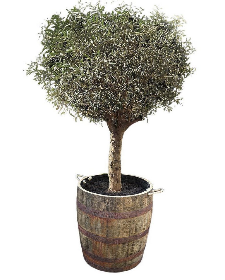Temesso Pflanzkübel Großer Olivenbaum im mittleren Whiskyfass mit Schlaufen und Rollen von Temesso