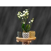 Orchideen Pflanztopftopf Mit Löchern. in Beige, Grau Und Weiß. 10cm 13cm Durchmesser von TemporaDigital