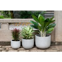 Pflanzkübel Übertopf Blumentopf Topf "Dora" 40 cm Beton Grau Indoor Outdoor Pflanzkübel Übertopf Blumentopf Topf "Dora" 40 cm Beton Grau Indoor Outdoor von Teramico