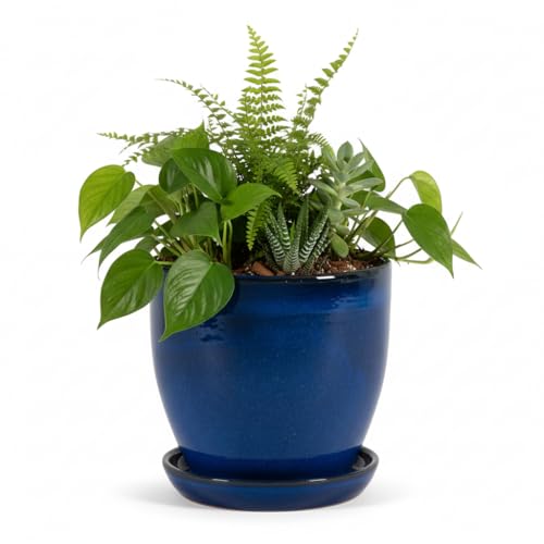 Teramico Pflanzgefäß Übertopf Blumentopf aus Steinzeug Blau mit passendem Teller/Untersetzer 23cm - 37cm FROSTFEST (Royal Blau, 23cm x 20cm) von Teramico