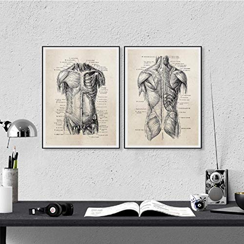 Terilizi Menschliche Anatomie Leinwand Kunstdrucke Und Poster, Retro Anatomie Poster Leinwand Gemälde Wandkunst Bild Arzt Klinik Decor-30X40Cmx2 Kein Rahmen von Terilizi