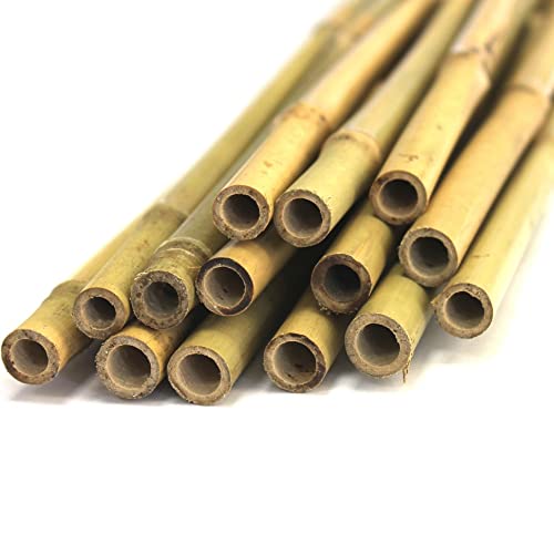 Bambus-Stäbe 1,8m, Ø 13-16mm (50) Gelb von TerraGala