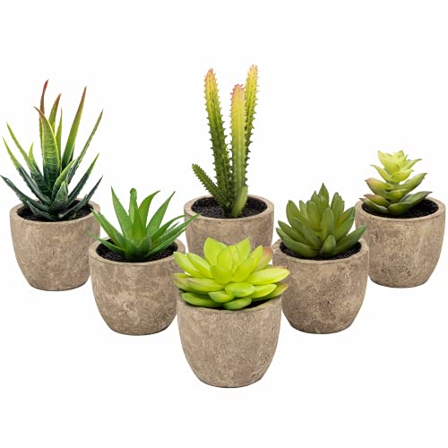 TerraUno - Künstliche Dekopflanzen - 6 Stück im Topf I Set aus 6 hochwertigen, lebensechten Pflanzen I Dekoration für Schreibtisch, Badezimmer oder Fensterbrett I Künstliche Pflanzen TerraUno - Künstliche Dekopflanzen - 6 Stück im Topf I Set aus 6 hochwertigen, lebensechten Pflanzen I Dekoration für Schreibtisch, Badezimmer oder Fensterbrett I Künstliche Pflanzen von TerraUno