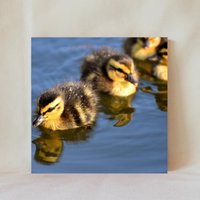 Dekorative Fliese, 10 X cm, Baby Enten, Junge Entenküken, Wassergeflügel, Vogelbaby, Stockente, Display-Optionen, Multicolor, Untersetzer, Vögel_22 von TerrificTile