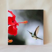 Dekorative Fliese, 4" X 4", Kolibri, Roter Hibiskus, Wildvogel, Mehrere Anzeigemöglichkeiten, Multicolor, Untersetzer, Birds_14 von TerrificTile