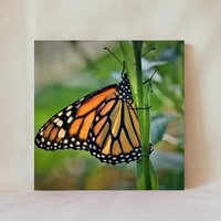 Dekorative Fliese, 4" X 4", Monarch Schmetterling, Orange Schmetterling Mit Gefalteten Flügeln, Mehrere Anzeigemöglichkeiten, Untersetzer von TerrificTile