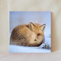 Dekorative Fliese, 4" X 4", Napping Roter Fuchs, Wildtier, Schneeige Szene, Wildes Leben, Display-Optionen, Multicolor, Untersetzer, Animals_20 von TerrificTile