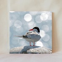 Dekorative Fliese, 4" X 4", Ufervogel, Gemeinsame Winde, Strandvogel, Seevogel, Seeschwalbe, Display-Optionen, Multicolor, Untersetzer, Bird_48 von TerrificTile