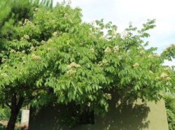 Tausendblütenstrauch / Bienenbaum, 60-80 cm, Tetradium daniellii var. hupehensis, Containerware von Tetradium daniellii var. hupehensis