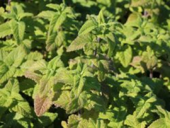 Gamander 'Purple Tails', Teucrium hyrcanicum 'Purple Tails', Topfware von Teucrium hyrcanicum 'Purple Tails'