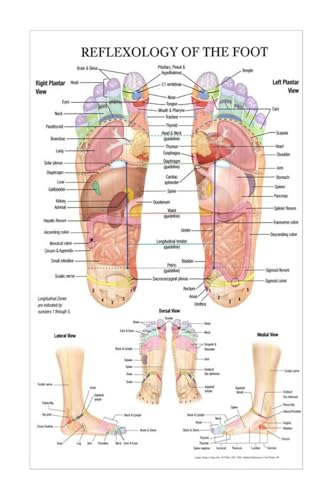Fußreflexzonenmassage Akupunkturpunkt Diagramm Anatomie Druck Kunst Leinwand Poster for Wohnzimmer Dekoration Home Wandbild(20x30cm No Frame) von Teweakt